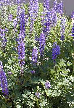 Arroyo Lupine, Hollowleaf Annual Lupine(Lupinus succulentus)