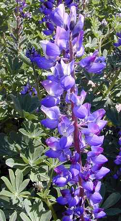 Arroyo Lupine, Hollowleaf Annual Lupine(Lupinus succulentus)