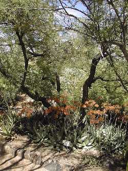 Desert Fern, Feather Bush(Lysiloma watsonii)