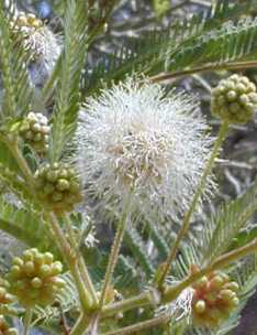 Desert Fern, Feather Bush(Lysiloma watsonii)