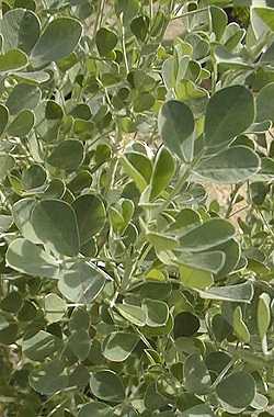 Greek Alfalfa, Lucerne(Medicago sativa)