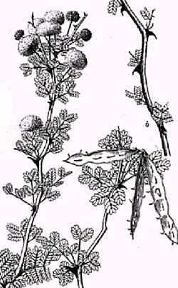 Catclaw Mimosa, Wait-a-Minute Bush(Mimosa aculeaticarpa var. biuncifera )