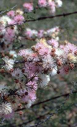 Fragrant Mimosa, Pink Mimosa(Mimosa borealis)