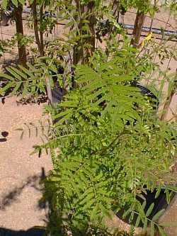 Velvet Pod Mimosa, Tamarix-flowering Mimosa(Mimosa dysocarpa)