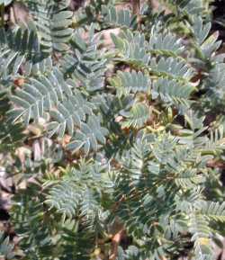 Velvet Pod Mimosa, Tamarix-flowering Mimosa(Mimosa dysocarpa)