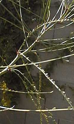 Jerusalem Thorn, Mexican Palo Verde(Parkinsonia aculeata)