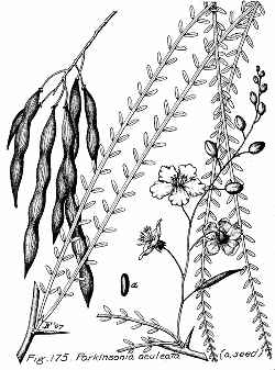 Jerusalem Thorn, Mexican Palo Verde(Parkinsonia aculeata)