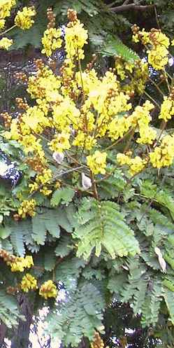 Copperpod, Yellow Flame, Yellow Flamboyant(Peltophorum pterocarpum)