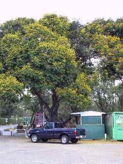 Copperpod, Yellow Flame, Yellow Flamboyant(Peltophorum pterocarpum)