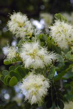 Texas Ebony(Ebenopsis ebano)