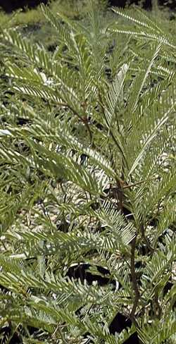 Argentine Mesquite(Prosopis alba)
