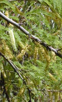 Chilean Mesquite(Prosopis chilensis)