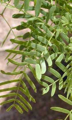 Honey Mesquite, Texas Mesquite(Prosopis glandulosa)