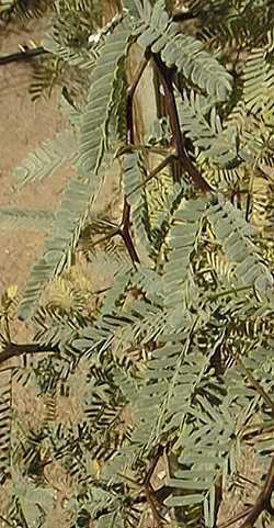 Mesquite(Prosopis juliflora)