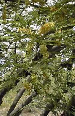 Algarrobo Negro(Prosopis nigra)
