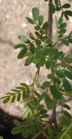 Screwbean Mesquite(Prosopis pubescens)