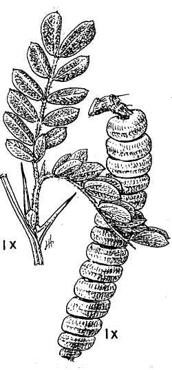 Screwbean Mesquite(Prosopis pubescens)