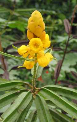 Emperor's Candlesticks(Senna alata)