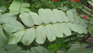 Emperor's Candlesticks(Senna alata)