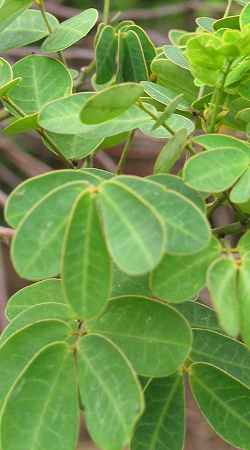 Winter Cassia(Senna bicapsularis)