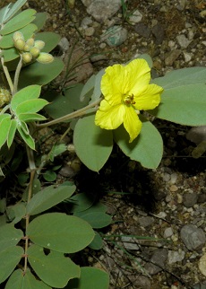 Desert Senna