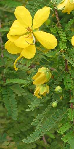 Retama Prieta, Desert Cassia.(Senna polyphylla)