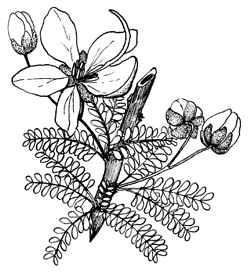 Retama Prieta, Desert Cassia.(Senna polyphylla)