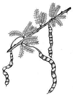Retama Prieta, Desert Cassia.(Senna polyphylla)