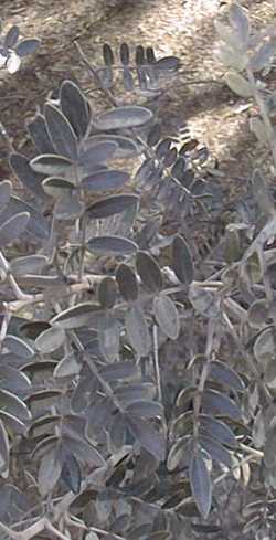 Gila Sophora, Arizona Necklacepod(Dermatophyllum arizonicum ssp. formosum )