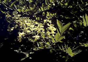 Japanese Pagoda Tree, Scholar-tree(Sophora japonica)