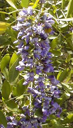 Texas Mountain Laurel, Mescal Bean(Dermatophyllum secundiflorum)