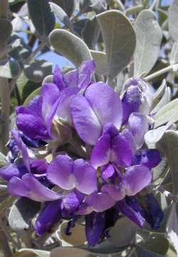Texas Mountain Laurel, Mescal Bean(Dermatophyllum secundiflorum)