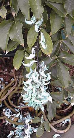 Jade Vine, Emerald Creeper(Strongylodon macrobotrys)