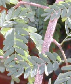 Tamarind(Tamarindus indica)