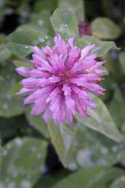 Red Clover(Trifolium pratense)