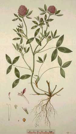 Red Clover(Trifolium pratense)