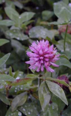 Red Clover(Trifolium pratense)