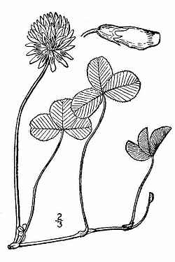 White Clover(Trifolium repens)