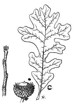Bur Oak, Mossy Cup Oak(Quercus macrocarpa)