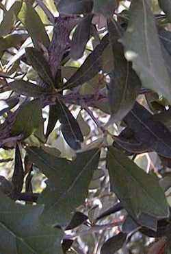 Southern Live Oak(Quercus virginiana)