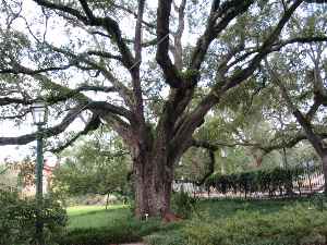 Southern Live Oak(Quercus virginiana)