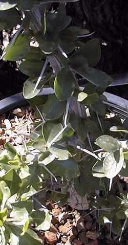 Palo Adan, Adam's Tree(Fouquieria diguetii)