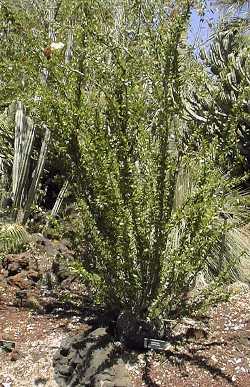 (Fouquieria fasciculata)