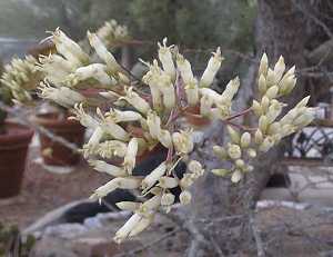 (Fouquieria fasciculata)