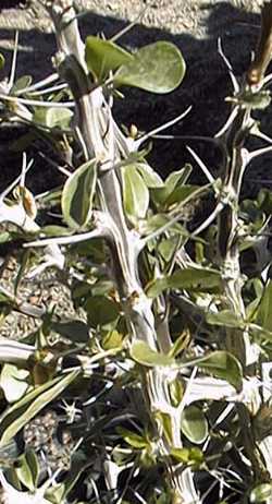 Mexican Tree Ocotillo(Fouquieria macdougalii)