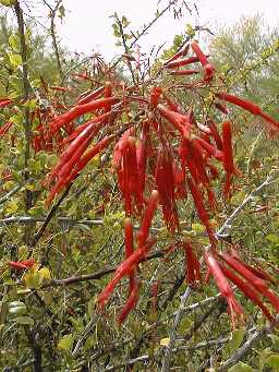 Mexican Tree Ocotillo(Fouquieria macdougalii)