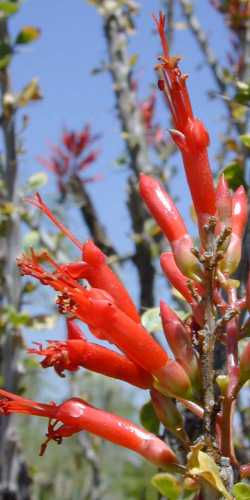 Baja Ocotillo(Fouquieria peninsularis)