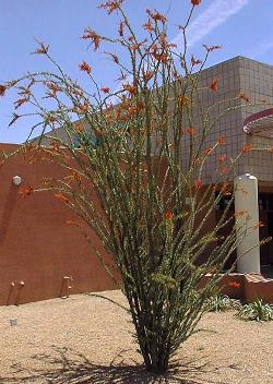 Ocotillo, Candlewood(Fouquieria splendens)