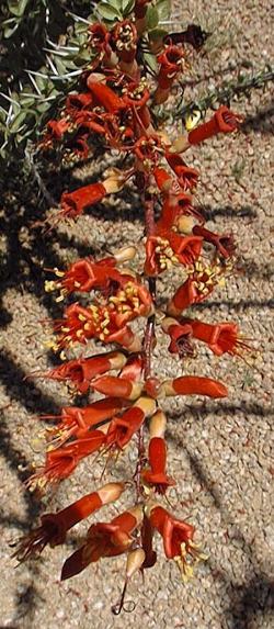 Ocotillo, Candlewood(Fouquieria splendens)