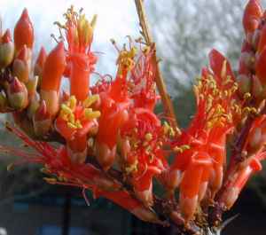 Ocotillo, Candlewood(Fouquieria splendens)